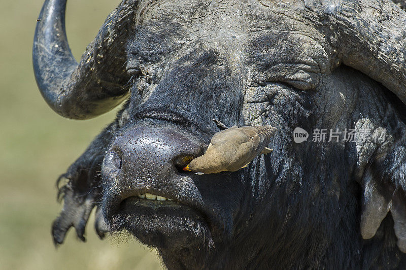 黄嘴牛椋鸟(Buphagus africanus)是牛椋鸟科的一种雀形目鸟类。肯尼亚马赛马拉国家保护区。